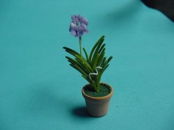 Lavender Orchid in Pot
