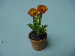 Poppies in Terra Cotta Pot